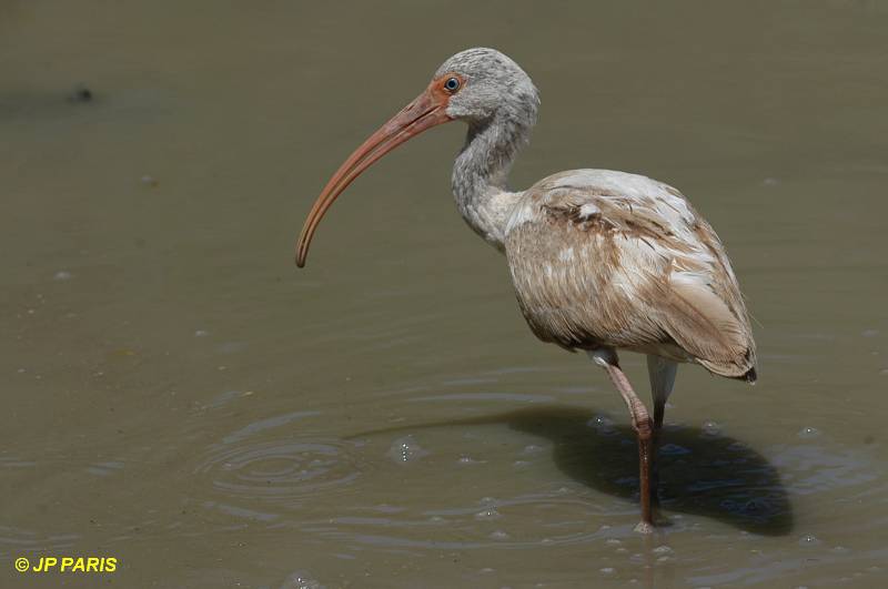 Eudocimus albus